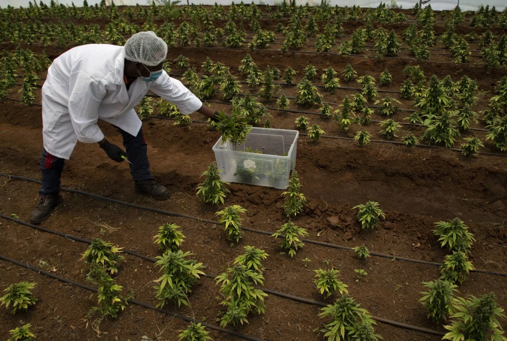 Rutgers Law and Minority Cannabis Academy Partner to Expand Opportunities in NJ's Cannabis Industry - Vimarsana News