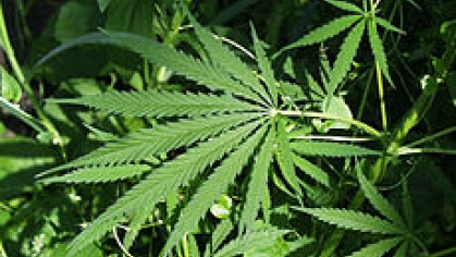cannabis.leaf