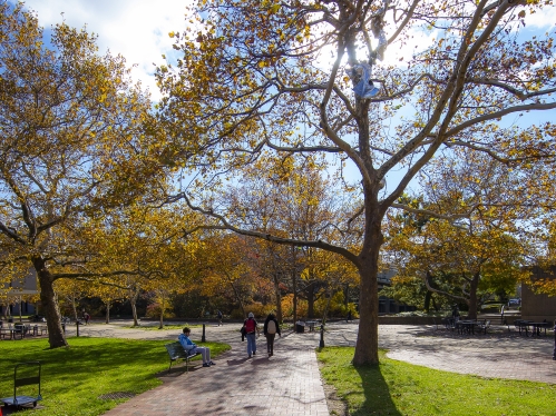 two students walking through campus