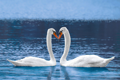 more swans